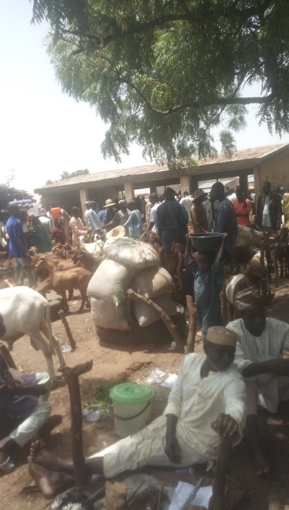 Tike Cattle Market Potiskum